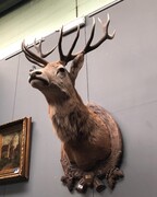 Hunting style Huge deer, Belgium 1970