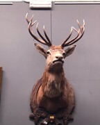 Hunting style Huge deer, Belgium 1970